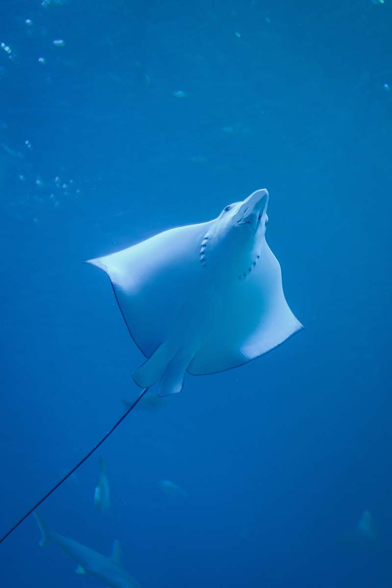 manta ray stingray under water photo fish